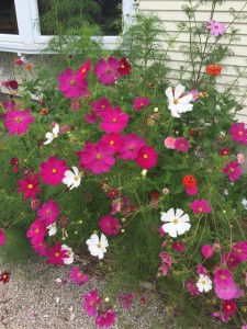 Bag of mixed wild flower seeds. They turned out so beautifully!