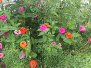 I LOVE my zinnia's.