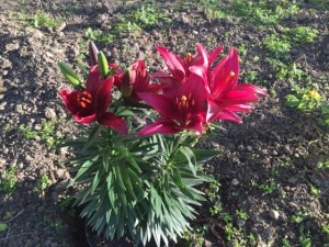 My Mother's Day lilies. :)