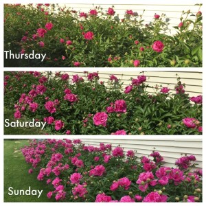The peonies were gorgeous this year also.