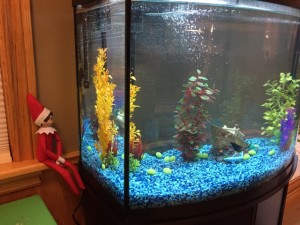 Checking out the new fish tank.